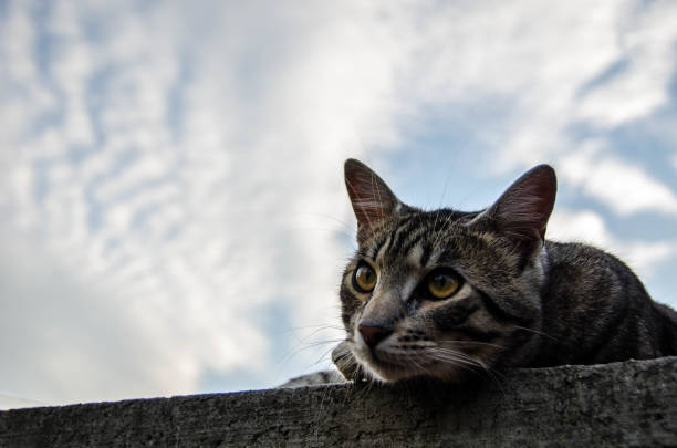 Cat on a roof