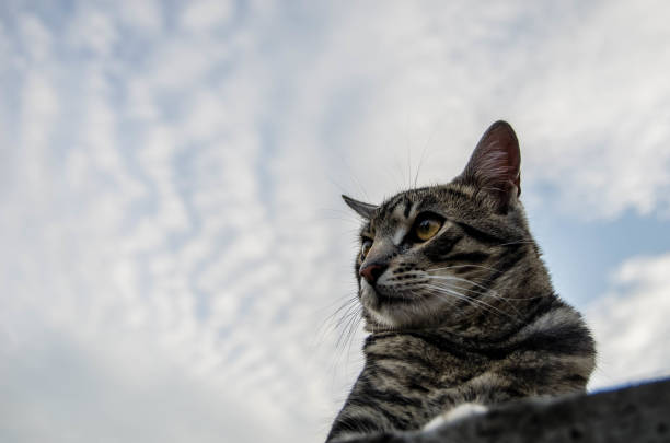 Cute domestic cat sitting on a porch, gazing at the sky
