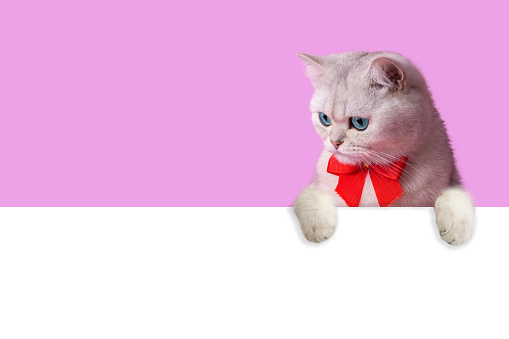 A funny white cat with an elegant red bow around its neck, peeks out with its front paws from behind a white empty banner, with a place for text, on pink background.