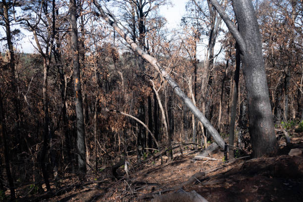 istock Tenerife Canary Islands 02-11-2024 Teide National Park, burned mountain, after the fire. Burned trees 2076163199