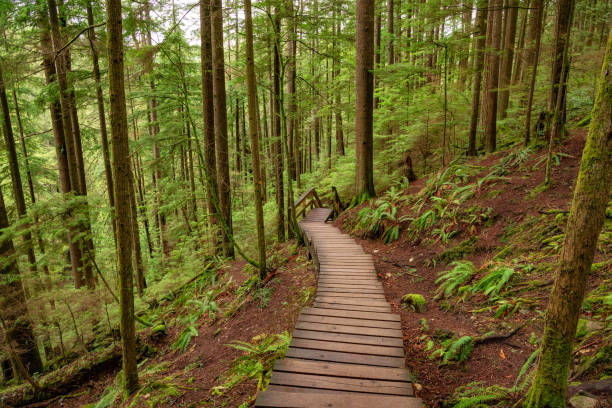 istock Wooden pathway in lush green rain forest. 2076167880