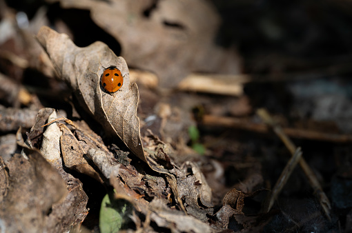 A ladybug on the dry leaf in sunlight.