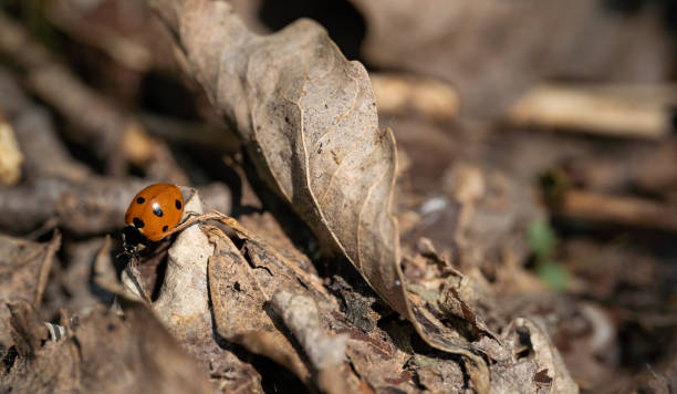 istock A ladybug on the dry leaf in the sunlight. Brown background. 2076180450