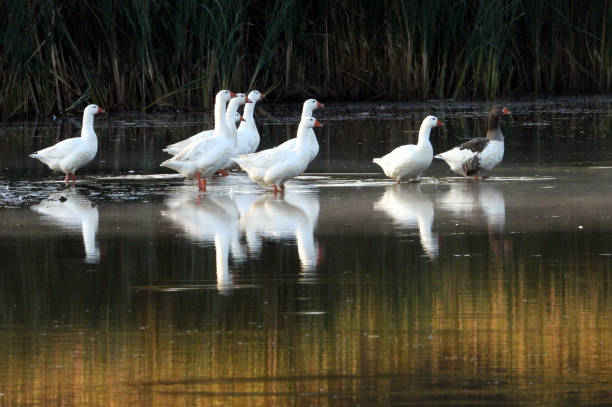 istock Domestic geese on the lake 2076181474