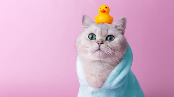 istock A white cat is sitting in a turquoise bathrobe, and a rubber duck is on his head, a pink background 2076183022