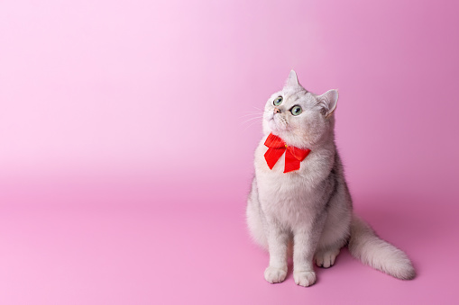 Cute British white cat, with a red bow on her chest, sitting on a pink background,looks up. Copy space