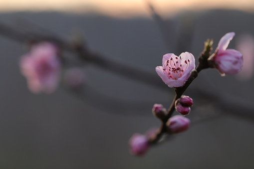 Pink Peach flowers at sunset