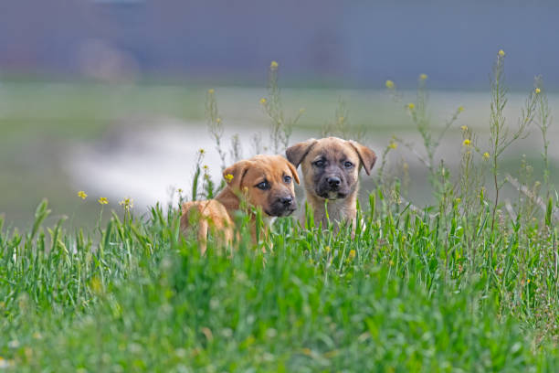 Two stray puppies in the green grass.