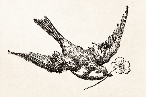 Swallow flying with flower in his peak illustration
Original edition from my own archives
Source : St. Nicolas 1890