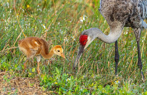 The beautiful sandhill crane in the natural surroundings of Orlando Wetlands Park in central Florida.  The park is a large marsh area which is home to numerous birds, mammals, and reptiles.