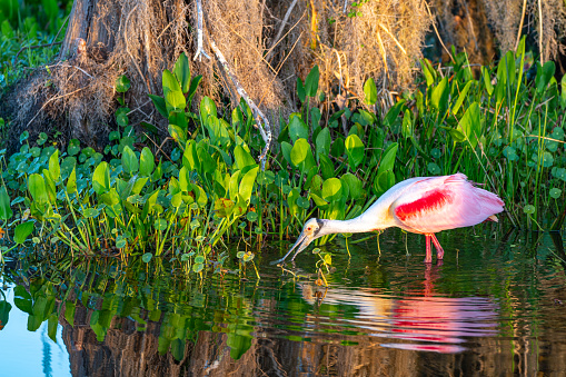 The beautiful roseate spoonbill in the natural surroundings of Orlando Wetlands Park in central Florida.  The park is a large marsh area which is home to numerous birds, mammals, and reptiles.