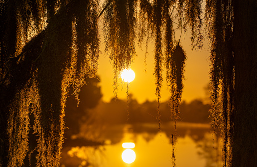 A vibrant sunrise with Spanish moss in the beautiful natural surroundings of Orlando Wetlands Park in central Florida.  The park is a large marsh area which is home to numerous birds, mammals, and reptiles.