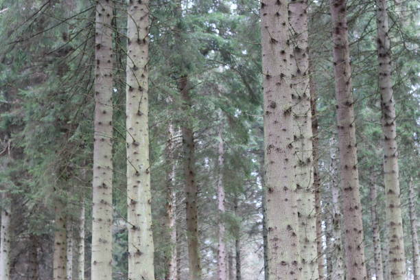 View through tall conifer tree trunks in a woodland