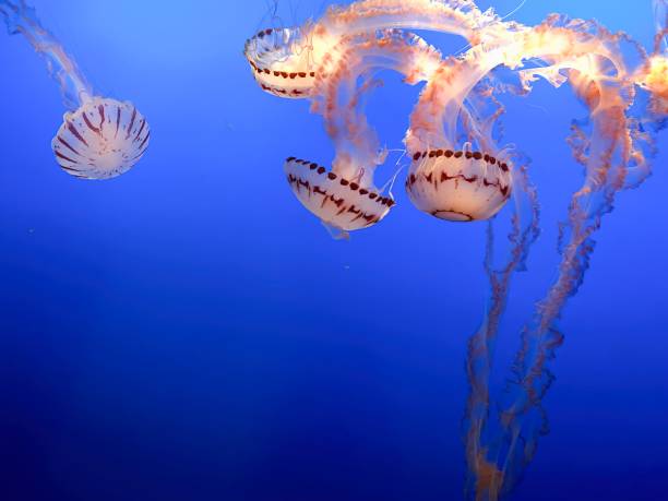 istock Purple Striped Jellyfish float in deep blue water 2076208466