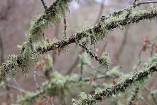 Tree branches covered in thick green beard lichen