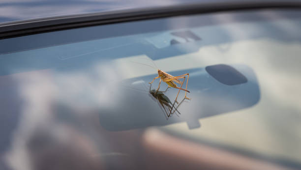 istock A hungarian grasshopper species (Gampsocleis glabra) reflected on the windshield of a car. Protected insect. 2076214740