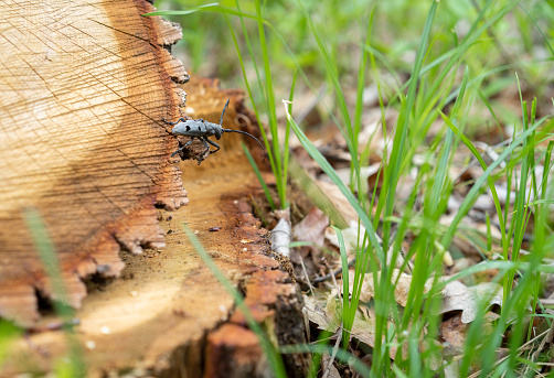 Longhorn beetle (Morimus funereus) on a log among grass.