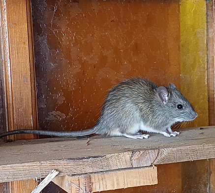 little brown mouse near wooden wall in basement