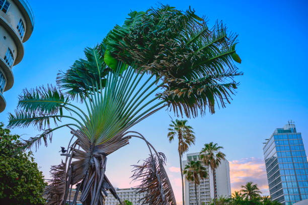 Travelers Palm Tree or Ravenala Palm, fan-shaped pattern like a peacock's tail, standing enormously huge over the buildings in San Juan, Puerto Rico, impressive tropical landscape
