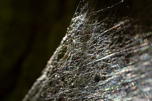 Spider net, spider web, or cobweb isolated on black background. Selective focus. Colorful light reflection on the net. Abstract illustration.