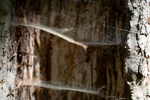 Spider webs on the wood. Selective focus. Sunlight on the net and bark.