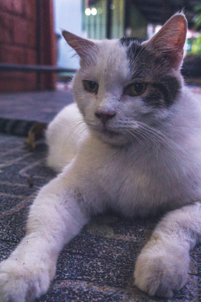 istock A cat is laying on the ground with its eyes closed 2076223041