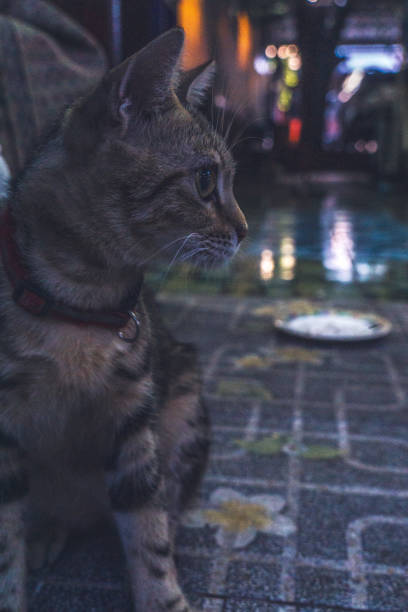 istock A cat is sitting on a sidewalk, looking at something in the distance 2076223113
