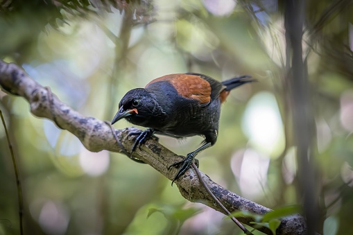 A native New Zealand Saddleback sitting atop a tree