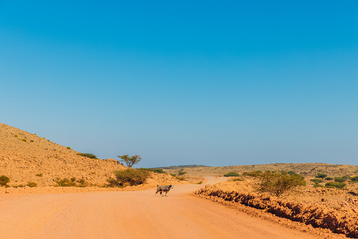 Dry arid landscape with mountain goat on the sand road in Middle East during sunny day