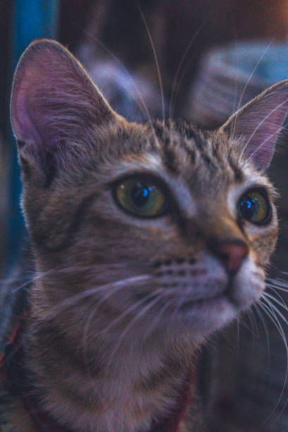 istock A cat with green eyes is staring at the camera 2076228301