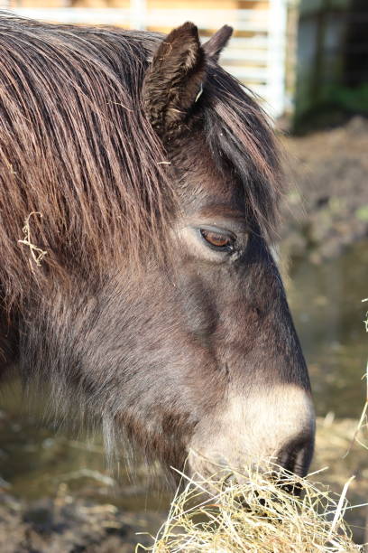 istock Exmoor pony eating hay in winter sunshine 2076228807