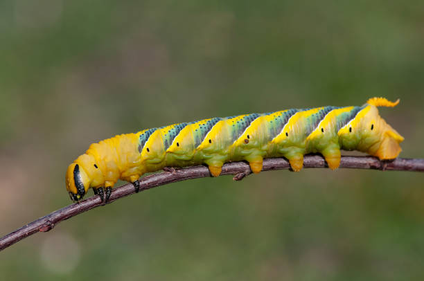 istock African death's head hawkmoth (Acherontia atropos), a butterfly caterpillar crawling on a green branch. 2076230972