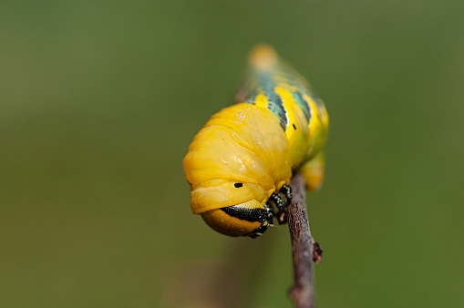 African death's head hawkmoth (Acherontia atropos), a butterfly caterpillar crawling on a green branch.