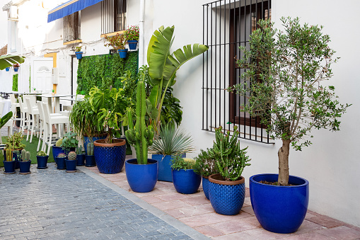 Various flowers and trees in bright blue pots decorate the street of the seaside European city. Portugal.
