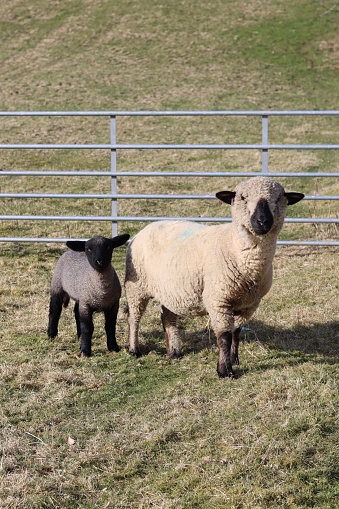 Sheep with a small black lamb in a field in spring sunshine