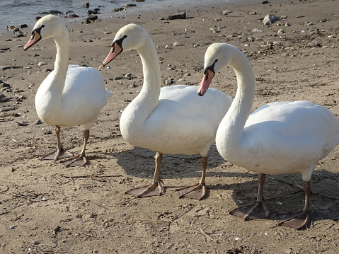 This photo was shot on mid October 2023, on Dusseldorf, Germany, by the Rhine river bank on a fluvial beach. Here is depicted a trio of Swans (Cygnus Olor) coming from the river, approaching  the photographer and other people nearby with an increasing aggression potential, being necessary to face them with some aggression as well.