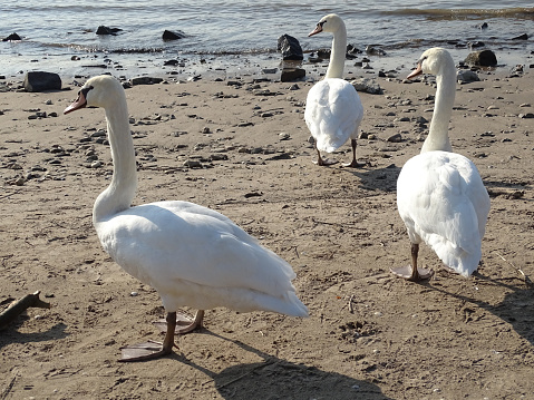 This photo was shot on mid October 2023, on Dusseldorf, Germany, by the Rhine river bank on a fluvial beach. Here is depicted a trio of Swans (Cygnus Olor) coming from the river, approaching  the photographer and other people nearby with an increasing aggression potential, being necessary to face them with some aggression as well.
