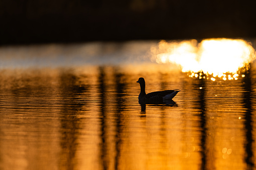 A duck swims near the shore on calm water