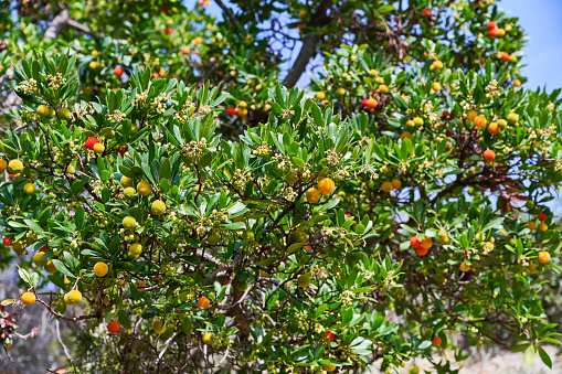 Ripe fruits of Strawberry Tree (Arbutus unedo). Cinque Terre. Liguria. Italy.
