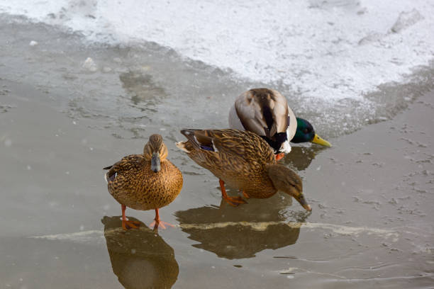 Ducks on the ice near the ice hole. Duck close up.
