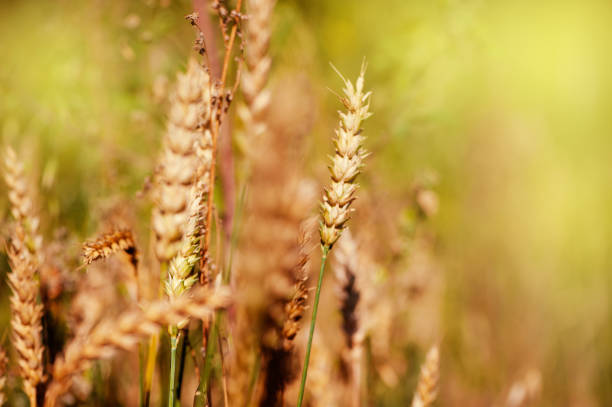 Green and golden wheat ears in field. Harvest time concept