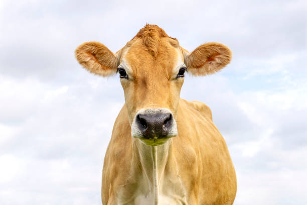 istock Jersey cow, headshot, black nose brown coat, looking at camera, blue cloudy sky 2076275931