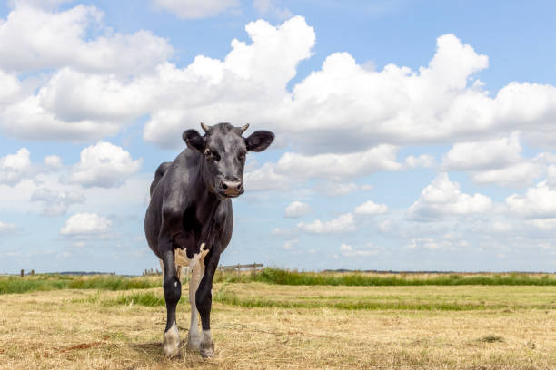 mucca in piedi a figura intera nella vista frontale, bestiame da latte in bianco e nero, un cielo blu e l'orizzonte riarso terra asciutta nei paesi bassi - milker foto e immagini stock