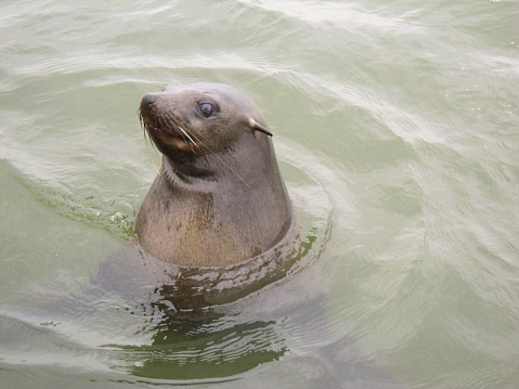 Beautiful seal looking at camera in the ocean