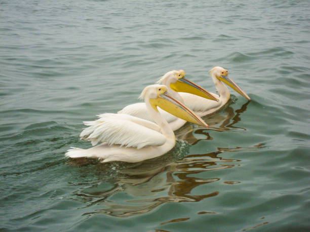 Three pelicans swimming side by side