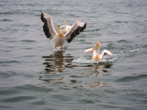 Pelicans in the ocean