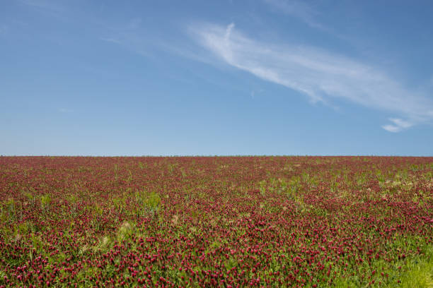 Fresh blooming crimson clover on a field on a hill. Horizon of the land. Blue sky with very light cloud in the spring. Lisky, Moravia, Czech republic.