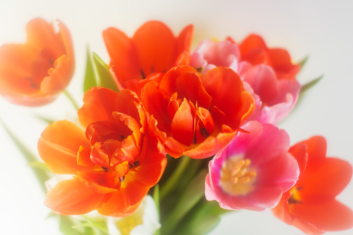 Bouquet of tulips. Spring flowers.