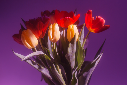 Bouquet of tulips. Spring flowers.