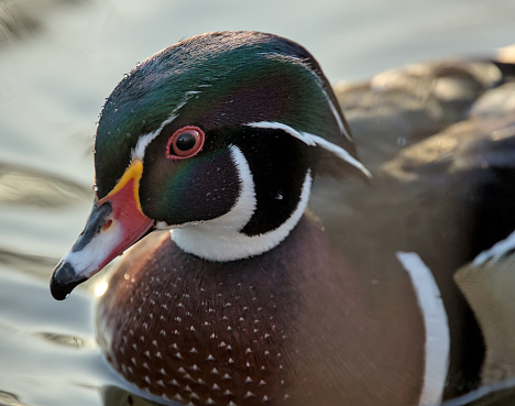 wood duck close up swimming in pond (colorful bird in prospect park) feathers, head, eye, bill, beak
